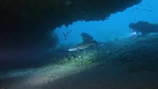 Tepekong &ndash; Shark Cave Dive in Bali | White-Tip Reef Sharks & Advanced Adventure