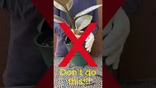 How to remove a plant from a deco pot
