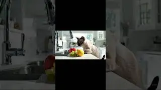 cat cooking mellow🥰 #ytshorts #automation #cat #fyp #fypシ゚viral