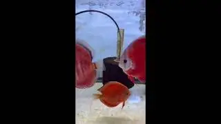 Discus Madness - San Merah Blue Gene Discus.