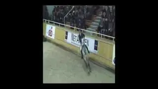 Coolio, 8 years old, 150 cm grand prix, horse for sale