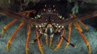 Cray Diving and Spearfishing in Victoria