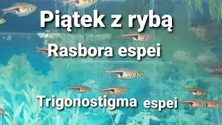 458. Razbora espei Trigonostigma espei