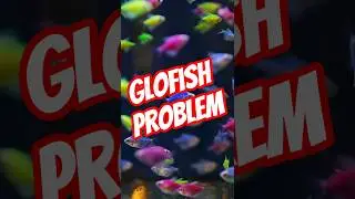 The Problem with GloFish🐠