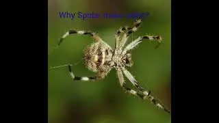 Why do Spider make webs?