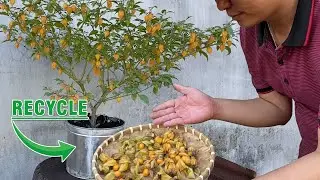 Planting Physalis (Ground Cherry) Overflowing with Fruit in Recycled Stainless-Steel Tubs