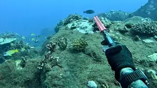 Balancing my spearfishing relationship with the Hawaiian ocean -catch & cook-