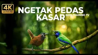 🔴 Live Kasaran Tembakan Tajam Cucak Cungkok Variasi Mewah vs Tepus Kepala Abu Gacor