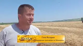 VELIKI ULOG U PSENICU BEZ DOBITI  ZIVKO I GENA KOZAREV