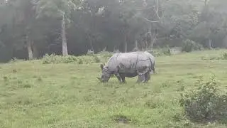 Rhino Manas Jungle Safari at Manas National Park