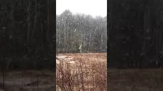 Another Snowy Day In Ashe County NC