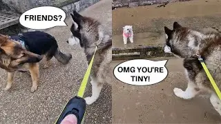 Husky Tries To Make Friends With All The Other Dogs He Sees