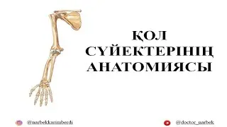 ҚОЛ СҮЙЕКТЕРІНІҢ АНАТОМИЯСЫ | Тоқпан жілік-os humerus, кәрі жілік-os radi, шынтақ жілік-os ulnaris