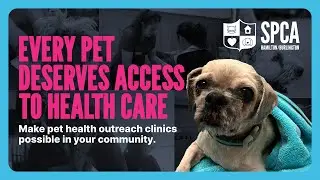 Support Pet Health Outreach Clinics In Your Community