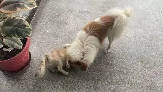 Wrestling someone double your size