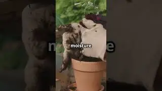How to Fix Overwatered Container Plants Without Repotting: 7 Rescue Hacks That Work!