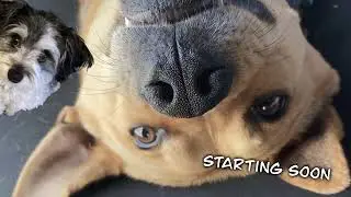 The Second Day of Bebsmas | !non | !present | !giraffe | Family Friendly