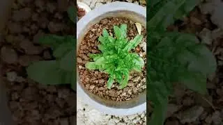Flower Plant 🌺 #shorts #viral #shortvideo