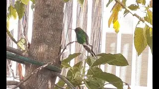 Birds of a feather- by Cintron Productions