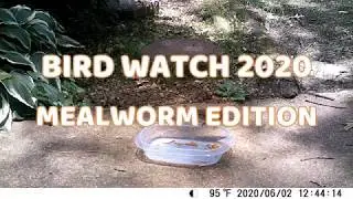 (TIMELAPSE) BIRD WATCH 2020 JUNE 2 - Mealworm Edition - Backyard Bird Watching