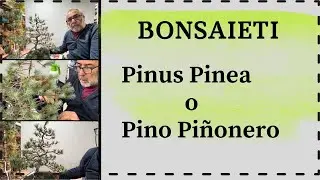 🌲 Limpieza y alambrado Pinus Pinea o PINO Piñonero