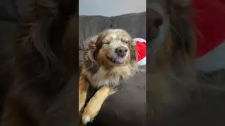 Dog: Don't Worry, Be Happy #Shorts (See Description)