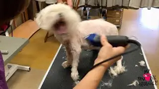 SHE Got Mad // Matted Maltese Skin Issues PT2