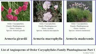 List of Angiosperms of Order Caryophyllales Family Plumbaginaceae Part 1 armeria acantholimon sea