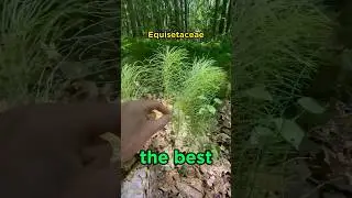 this plant vs horse tail! 🌿