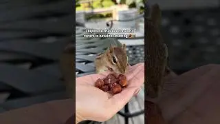 Chipmunk tries to set a world record in hazelnut stuffing (our goal is 10)