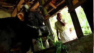 Memories -53 LATE MR.K J GEORGE & MRS.THRESIAMMA GEORGE, KOOTTUMKAL, KODUMPIDY P:O ; ELIVALY