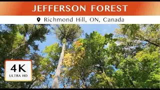 Relaxing Walk With Bird Sounds in Late Summer Early Fall | Jefferson Forest | Calming TV Background
