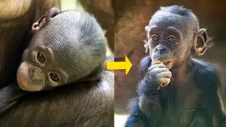 This Bonobo Baby&rsquo;s Bond with Her Mom Will Melt You ❤️