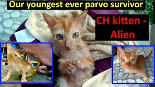2 month old kitten survives parvo - panleukopenia, cute #chkitten #chcats