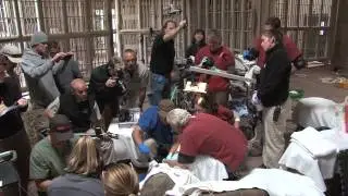 Elephant Emanti Undergoes Tusk Removal Procedure