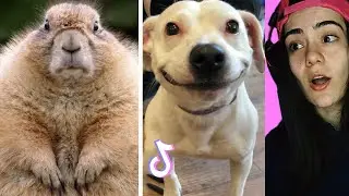 Reacting to the FUNNIEST ANIMALS