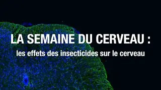LA SEMAINE DU CERVEAU: la recherche pour soigner l'addiction à l'alcool