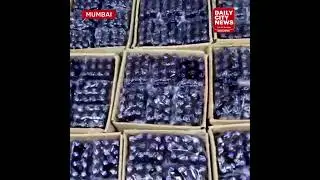 NCB Mumbai busts an interstate drug cartel involved in the illegal smuggling of codeine-based cough