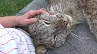 Max Canada Lynx Lap Lovin