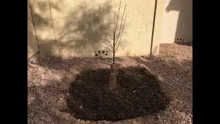 how to plant a bareroot burgundy plum