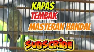 Kapas tembak gacor!!Cocok untuk masteran!!!