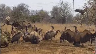 Vultures land on the Naledi Cat-EYE pan - africam - explore.org