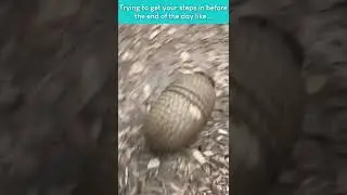 Goofy Armadillo Gets The Zoomies! #Shorts