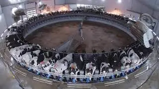 Ohio Ag Week: MVP Dairy