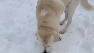 TUESDAY DOG PARK PART 2 FUN TIMES 🐕🐕🐕🐕🐕🐕🐕🐕🐕🐕🐶🏞️〽️😊
