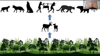 Finger Lakes Ecology Series #1:  How Deer Shape Forest Ecosystems and Current Management Options