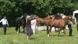 Welsh Wallache - Internationales Ponyfestival 2008 in Barsinghausen (Video 1)