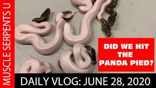 PANDA PIED CLUTCH FRENZY! June 28, 2020