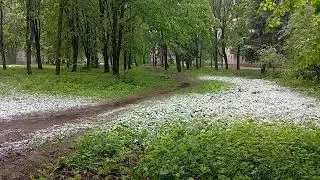May snow Майский снег
