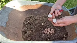 Potato reveal - true potato seed seedling, another late variety 
